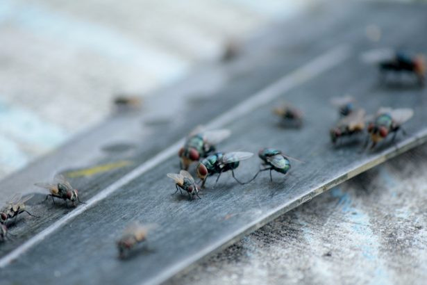 Comment trouver un nid de mouches dans la maison ?